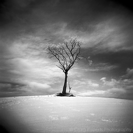 Lone tree