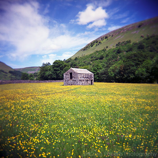 Summer meadows